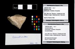 Foto (Objekt + Etikett) von Goniodromites sp.  (NHMW-GEO-1990-0041-4801)